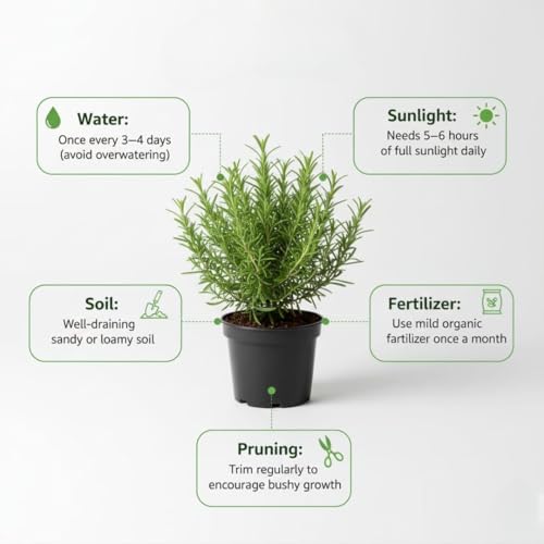 Image of live plants (ROSEMARY PLANT)
