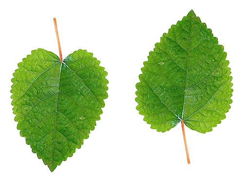 Image of Awesome Aquatic Mulberry Shrimp Leaves Natural Botanical Leaf Food Organic Treat Aquarium Fish Shrimp Terrarium High Protein Vitamin Mineral Fiber Healthy Habitat Environment (Mulberry 50 pk)