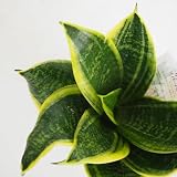 ＩＴＡＮＳＥ サンスベリア スパーバハニー 3～4号 1個売り 観葉植物 Sansevieria trifasciata 小型 空気清浄