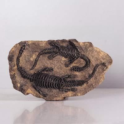 DAVITU A Story from 100 Million Years ago, If a Piece of Dinosaur Fossil is Hung on The Wall of a Room, What Effect Would it be? - (Color: QS18A)