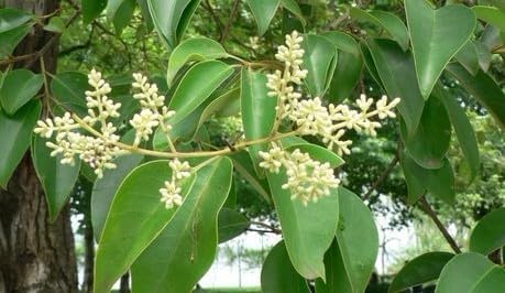 Image of Healthy Vibe Exquisite Kapur Plant - A Verdant Addition to Your Green Oasis Cinnamomum camphora, Kapur - Plant