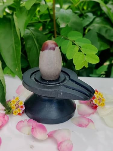 Image of PANDIT NM SHRIMALI 6 Inch Narmadeshwar Shivling | Natural Sacred Stone from Narmada River | Energized Banalingam for Pooja | Ideal for Home Temple, Office, Gifting