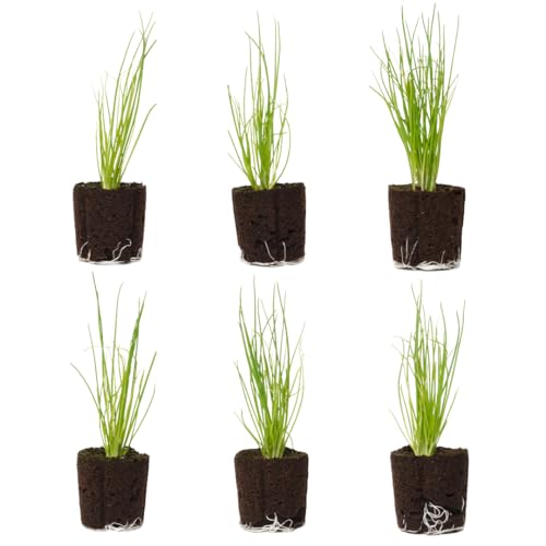 Green Onion Seedlings: Ready-to-Plant, Starts, Starters, Plugs, Garden Ready, Live Plants, Transplants, Pre-Sprouted, Soil & Hydroponic Gardens (6 seedlings)