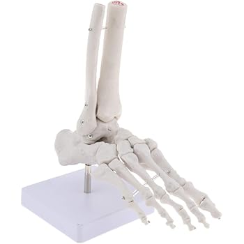 Homyl Modele Anatomique De Squelette D Articulation De Pied Humain De Taille De Vie Anatomie Humaine Amazon Fr Commerce Industrie Science