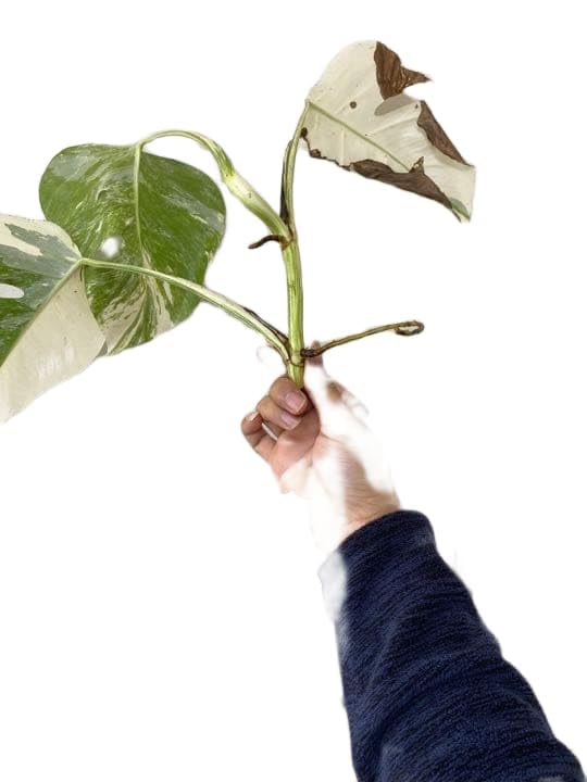 Amazon｜斑入りモンステラ ホワイトタイガー トップカット苗 観葉植物