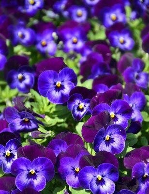 Kalash New 20 Pcs Pansy Flower Seeds for Gardening Violet Blue