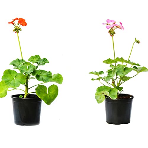 Geranio Pack de 2 Unidades de Plantas de Exterior e Interior