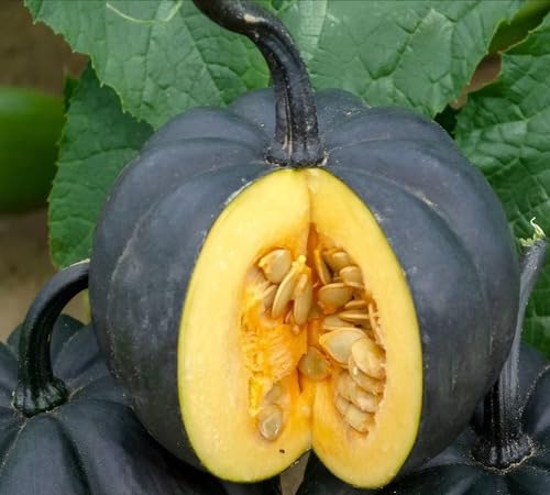 100pcs Black Pumpkin Vegetable Seeds