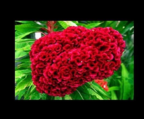 Miniatura 2 de Semillas Gigantes Cabezas Rojas Gallo Celosia Cristata Flores de jardín Obtener 100 Semillas #NR01YN