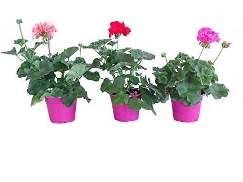 Geranios - Pack 3 Unidades - Pelargonium - Plantas Vivas para Terraza y Jardín