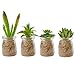 BELLE VOUS Mini Piante Finte da Interno con Vaso Vetro (Set da 4) - Piante Grasse Finte con Vasi - Piante Finte da Esterno Assortite per Decorazioni Casa e Ufficio - Piantine Finte con Vasetto