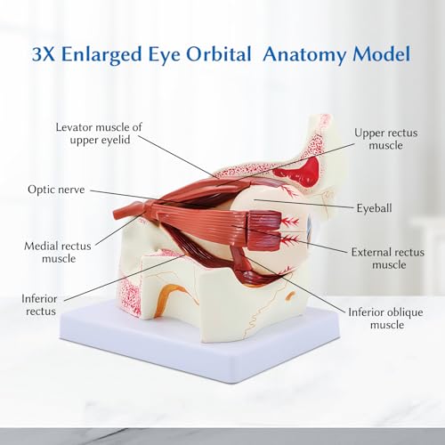 JNMFTD Human Eye Orbital Anatomy Model, 3X Enlarged 12 Parts Removable Eyeball Orbital Model Showing Optic Nerve Cornea Iris Lens and Vitreous Body with Product Manual for Medical Teaching Research - Thumbnail 5