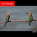 PANASONIC LUMIX G LEICA DG VARIO-ELMAR PROFESSIONAL LENS, 100-400MM, F4.0-6.3 ASPH., MIRRORLESS MICRO FOUR THIRDS, POWER OPTICAL I.S., H-RS100400 (USA BLACK)