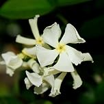 Star Jasmine Evergreen Climbing Garden Outdoor Plant for Trellis, Fences & Obelisks Baring Fragrant White Summer Flowers, 1 x Trachelospermum Jasminoides in 9cm Pot by Thompson & Morgan