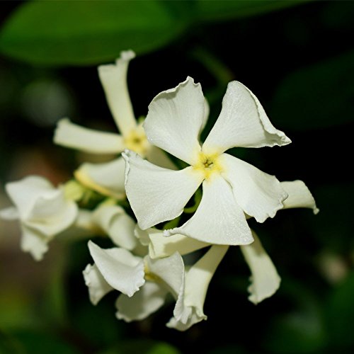 Star Jasmine Evergreen Climbing Garden Plant for Trellis, Fences & Obelisks Baring Fragrant White Summer Flowers, 1 x Trachelospermum Jasminoides in a 2L Pot by Thompson & Morgan