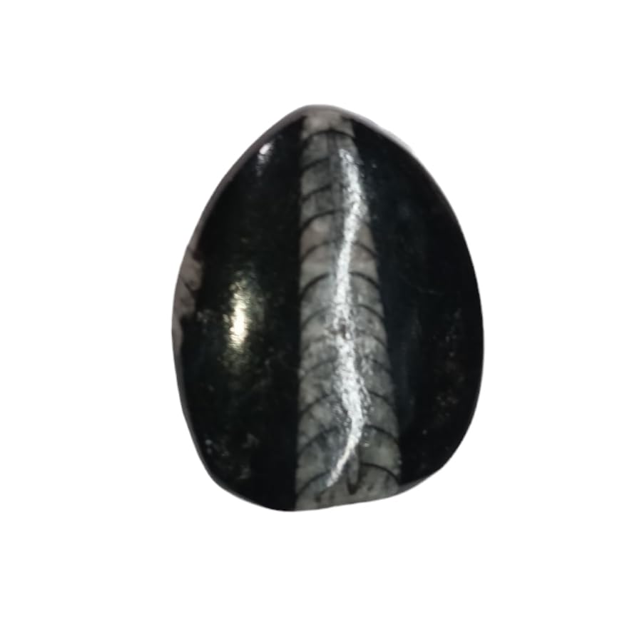 rocksmins Orthoceras Kuber Stone Fossil - Ancient Healing Crystal for Wealth, Prosperity & Abundance | Authentic Fossil Stone for Meditation, Positive Energy, Home Décor-picture-0