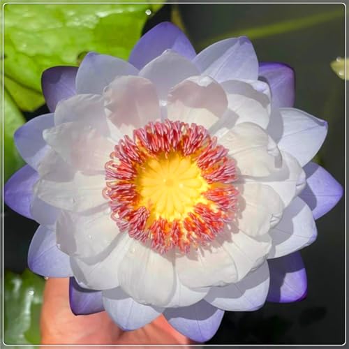 Nenúfar flotante de fácil cultivo, ideal para decoración de jardines, acuarios y peceras-30bulbos-B