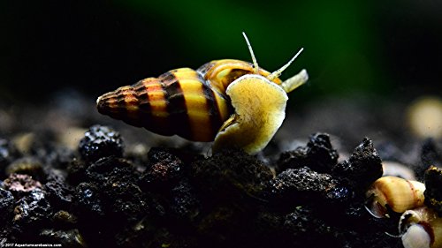 Nationwide Fish 5 Live Freshwater Assassin Snails (Clea Helena) 0.5" - 1" Nationwide Fish 5 Live Freshwater Assassin Snails (Clea Helena) 0.5" - 1"