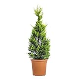 leylandii 2001 growth rate 🏡​​USOS - El ciprés Jinete Dorado, gracias a su denso follaje y fácil poda, se utiliza a menudo para setos, cortavientos y topiarios. También se presta muy bien como ejemplar único, lo que lo convierte en una opción popular como árbol solitario. Se puede cultivar en el jardín o en macetas en balcones y terrazas.