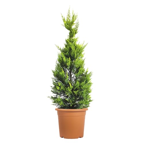 KENTIS - Cupressocyparis Leylandii Gold Rider - Cyprès de Leyland - Plante d'Extérieur Persistante - Haie de Jardin - H 100/120 cm Ø 24 cm