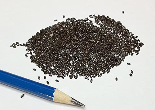 7500+ Planting Lavender Seeds; Planting And Growing Non-Gmo Heirloom Seeds To Create A Beautiful Indoor Or Outdoor Herb Garden A32 #TOP1