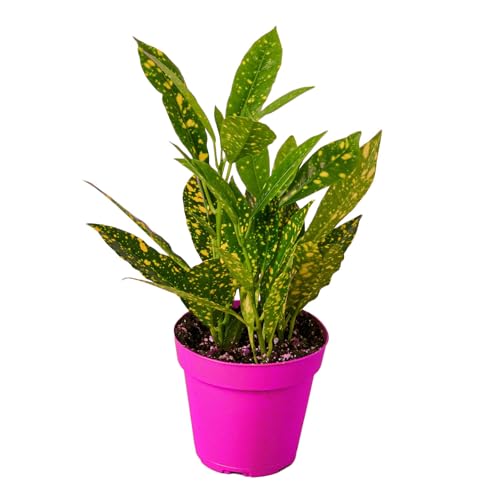 Croton Gold Dust 3in Pot