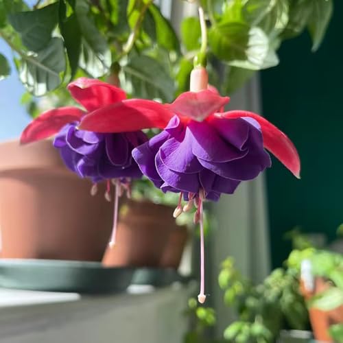 20 pcs fuchsien pflanzen winterhart samen - winterharte blumen, steingartenpflanzen winterhart zimmerpflanzen samen, bonsai samen balkonblumen garten pflanzen balkon blumen, hängepflanzen