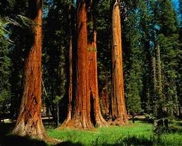 The valley of the giants, B00086B7XU Book Cover