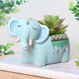 Mini macetas: perfectas para contener plantas suculentas, hierbas y catus.