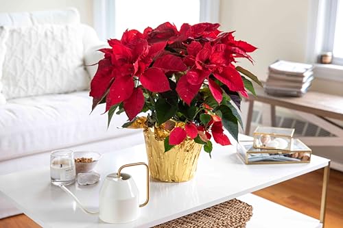 Red Poinsettia Seeds for Home Garden, 2 Packs of...