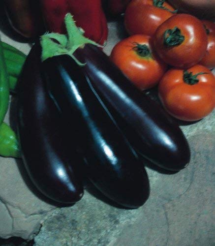 Just Seed - Aubergine - Long Purple - 750 Seeds
