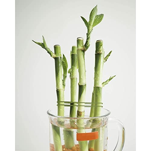 Juvale 200 Pieces Floral Stem Wire 16 Inches 19 Gauge For Diy Crafts, Flower Making Supplies And Florist Flower Arrangements - Dark Green #TOP2