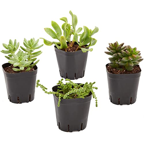 Juvale 150 Pack 2 Inch Plastic Seedling Pots For Plants, Small Square Nursery Planters For Flowers, Succulents (Black) #TOP3