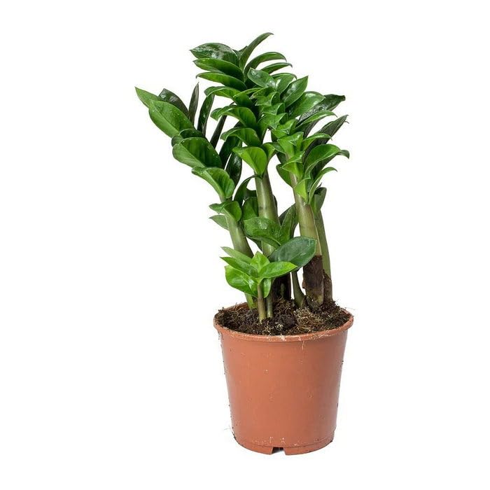 OhhSome Zz Zenzi Air Purifying Indoor Plant (Pot Included) (Dwarf)(1 Plant) (B0C7VVW16N) Amazon Price History, Amazon Price Tracker