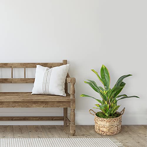 Northlight Real Touch™ Artificial Dracaena Plant in a Off White Pot - 25