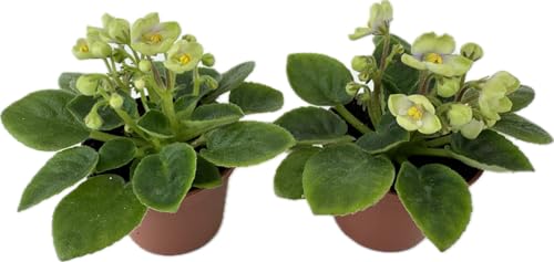 Mini African Violets (Optimara Little Trio - 2 Plants) (2 Pots)