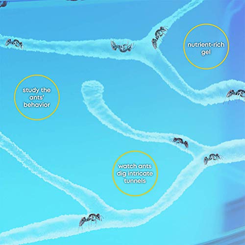 Ant Farm Castle with Tubes, Habitat Educational & Learning Science Kit Toy for Kids – Permit Study of Ecosystem, Behavior of Ants Within The 3D Maze of Translucent Gelant-