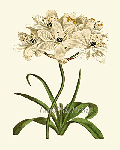 White Botanical Flowers Wall Art Print Set Of 9 - Unframed - Prints Beautiful Antique Daisy Magnolia Tree Star Of Bethlehem Gardenia Peony Trumpet Cactus Illustration Home Room Decor To Frame Cu #TOP2