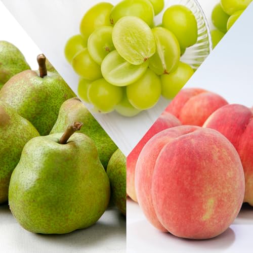 [先行予約]フルーツ定期便 全3回 白桃 シャインマスカット ラ・フランス 秀品 2026年産 令和8年産[2026年9月上旬~順次発送] ※沖縄・離島への発送不可 sb-fthsl3