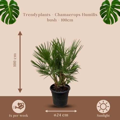 Zwergpalme Chamaerops Humilis – Gartenpflanze – Winterhart – 90-110 cm