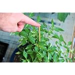 40 Pack 18'' Natural Bamboo Plant Stakes, Wood Plant Supports, Wood Garden Sticks for Plants Tomato Floral Potted… - Image 4