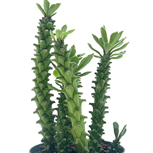 Euphorbia Ritchiei, Stapelia Monadenium Ritchiei, P.r.o. Bally Bruyns, In A 4 Inch Pot #TOP4