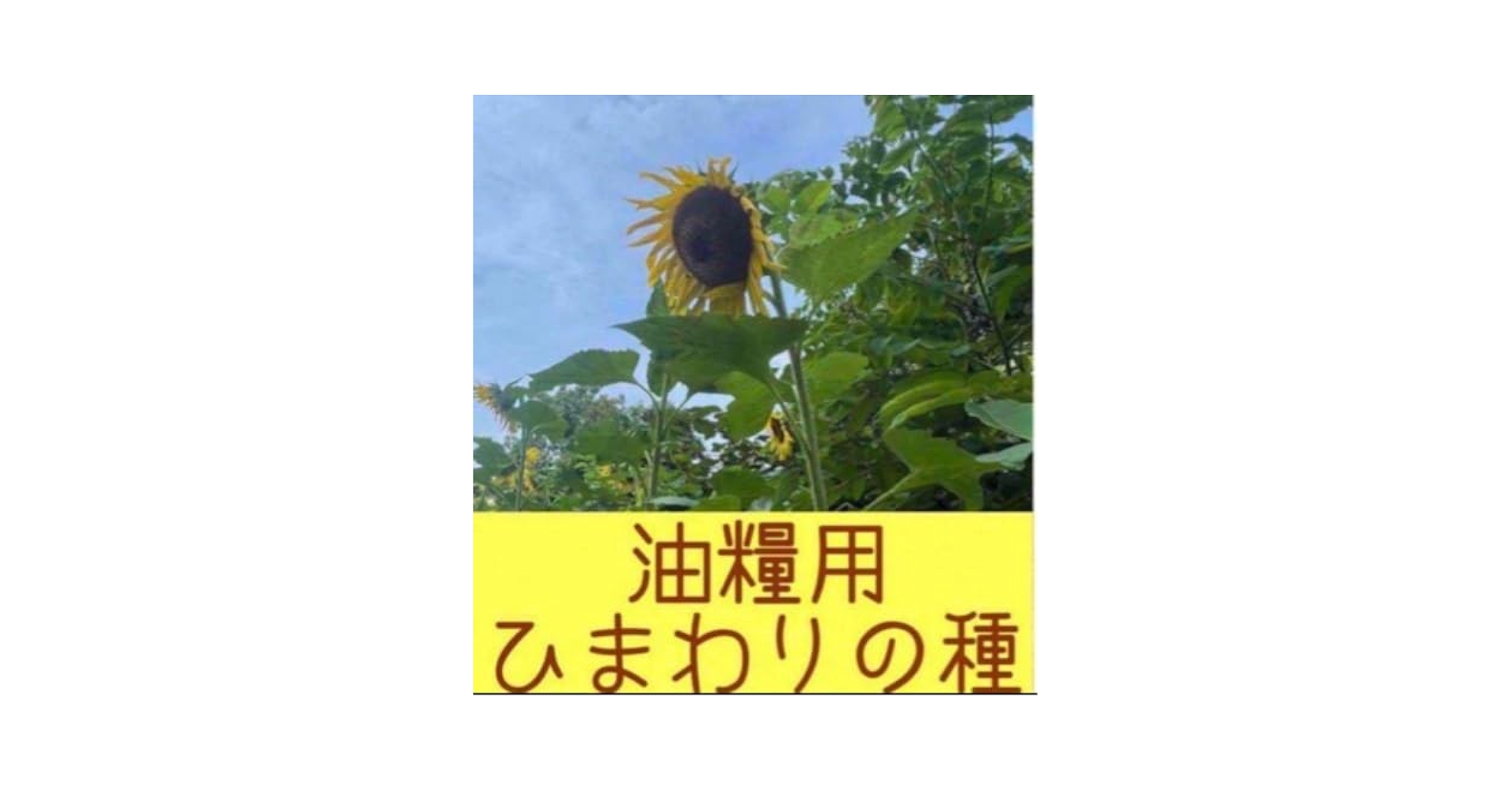 春ひまわりさん専用.5 Vlog】朝倉杷木ひまわり園へ 2024 Autumn / Asakura Fukuoka