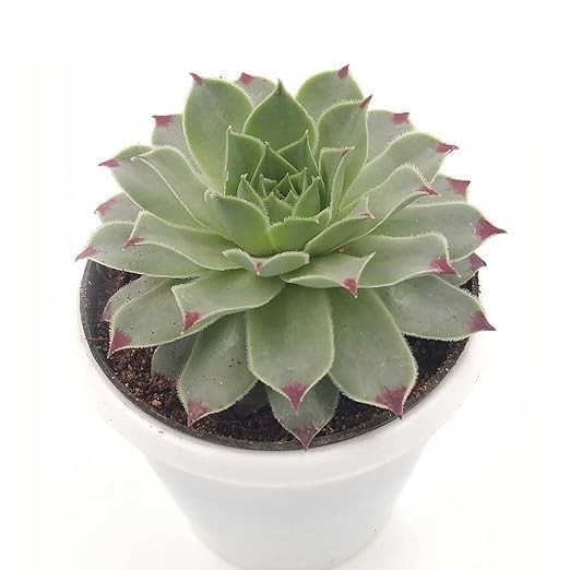 Image of Live Laxmi Kamal Succulent Plant a€ inch Air-Purifying Indoor Decorative Plant for Home & Office | Low Maintenance & Ideal for Gifting