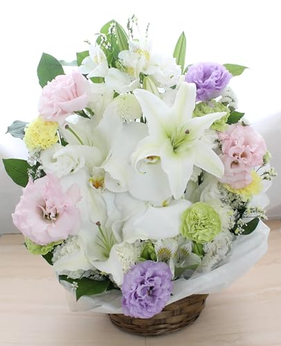 Ԃ ԃAWgyAW胉[Wz (pXe)