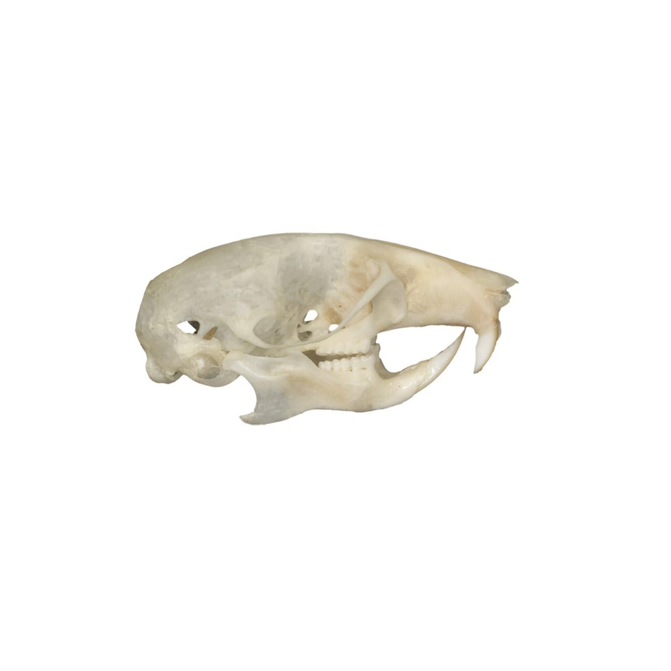 Real Mouse Skull B Quality
