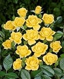 'Laura Ford' -R-, Kletterrose in A-Qualität Wurzelware