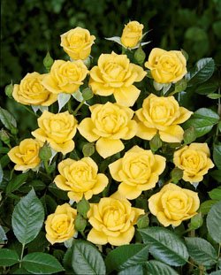 'Laura Ford' -R-, Kletterrose in A-Qualität Wurzelware Cover