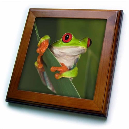 3dRose ft_83654_1 Red-Eyed Tree Frog (Agalychnis callidryas)-NA02 AJE0384-Adam Jones-Framed Tile, 8 by 8"