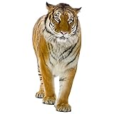 GRAZDesign Wandtattoo Tiger laufend | Wandaufkleber Afrika | Wandsticker Deko Aufkleber 3d - 89x40cm